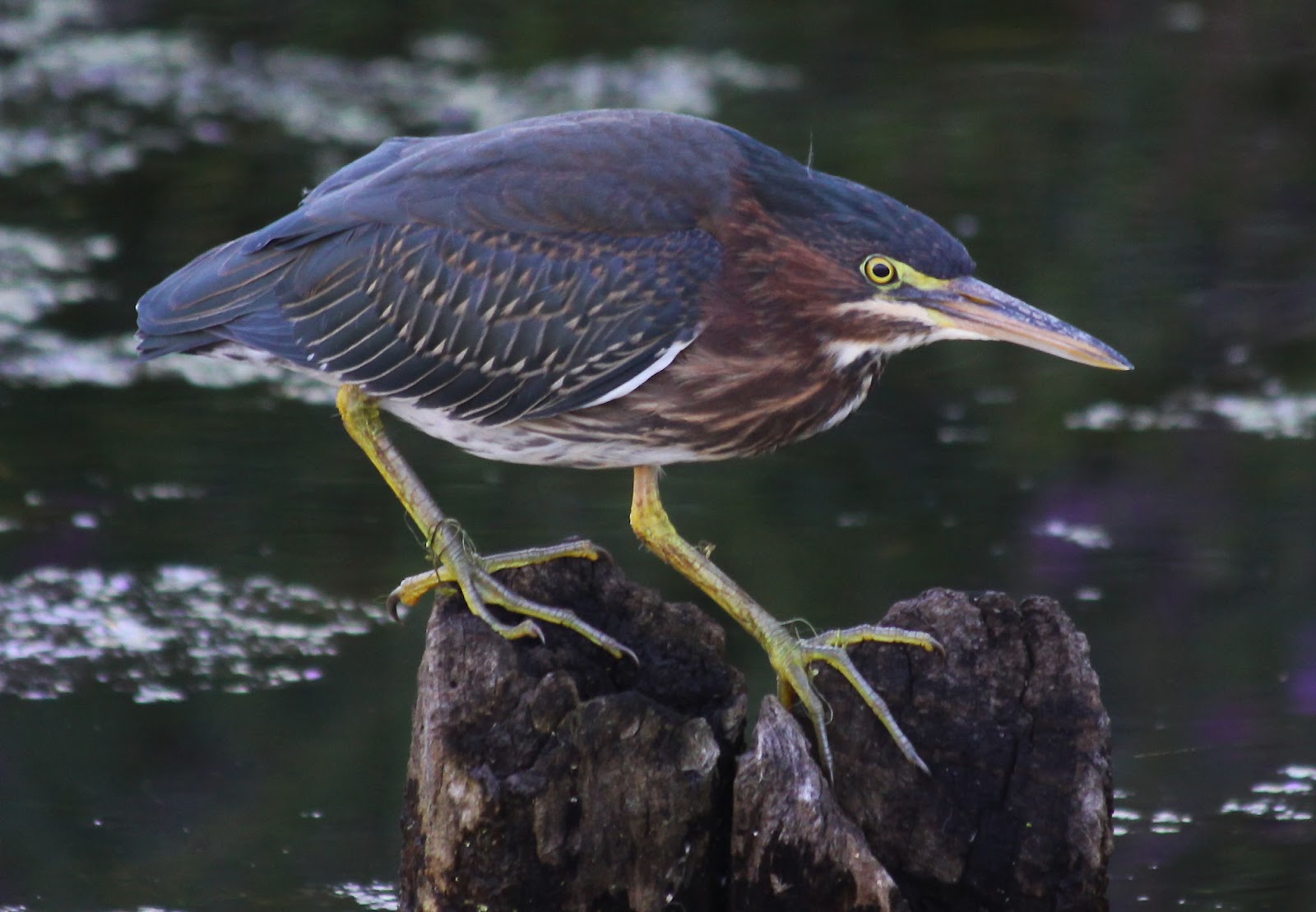 All of Nature Green Heron Gathering