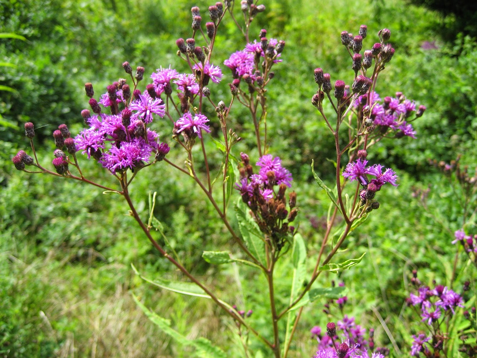 Discovering His Creation Giant IronweedTall Ironweed (Vernonia
