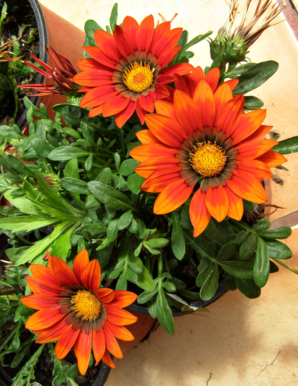 OIL PAINTING LESSONS *** PAINTING DEMOS *** FREE PHOTOS
