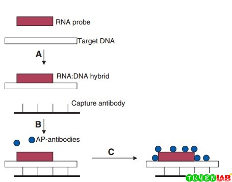 [Microbiology] Atlas about Applications of Molecular Diagnostics | Free ...