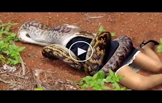 YOUTUBE VIDEOS BLOG: SHOCKING! GIANT SNAKE EAT PRETTY LADY ALIVE