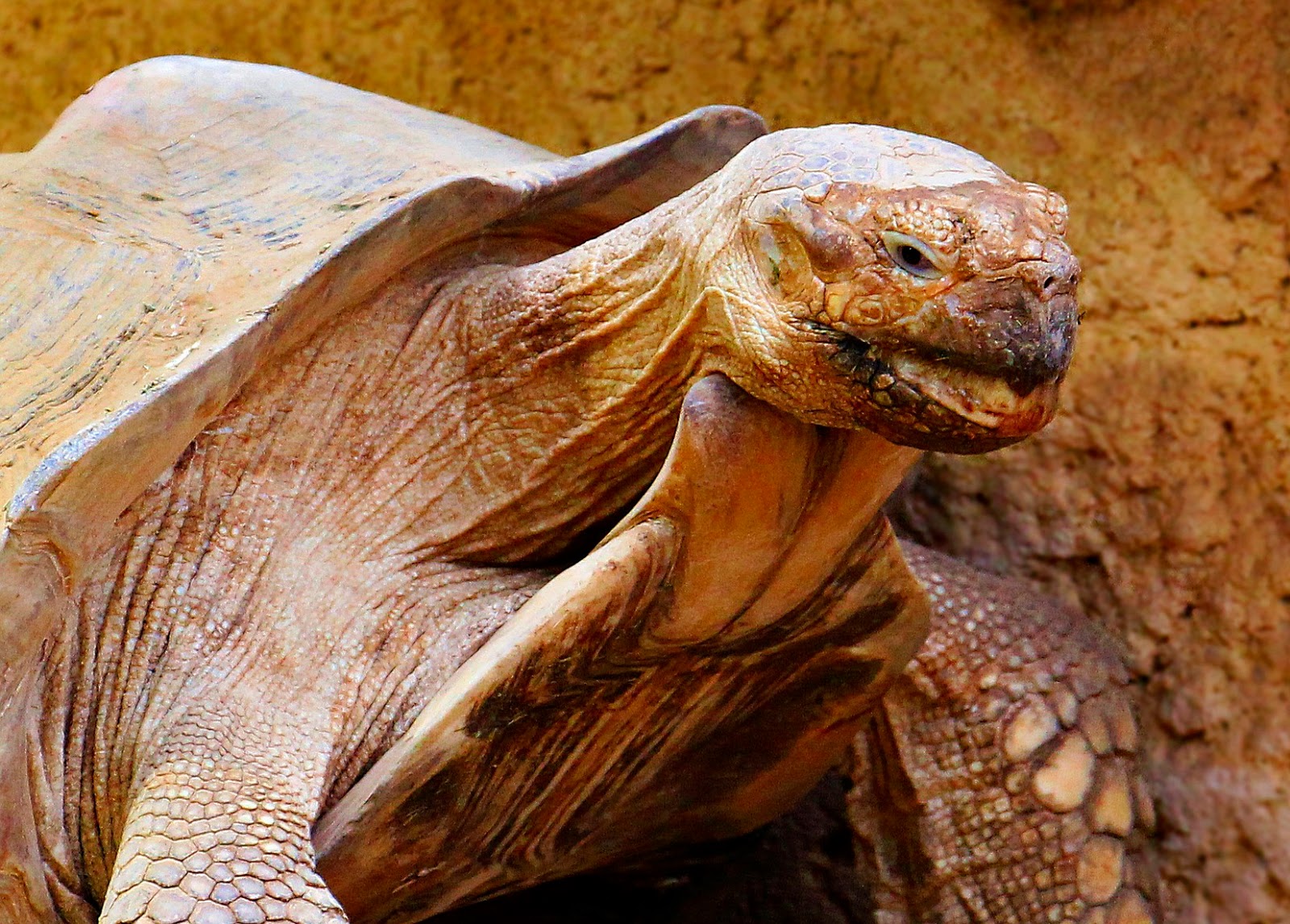 If you have poor posture you can start to resemble a tortoise or turtle