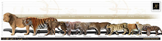 big cat size comparison chart