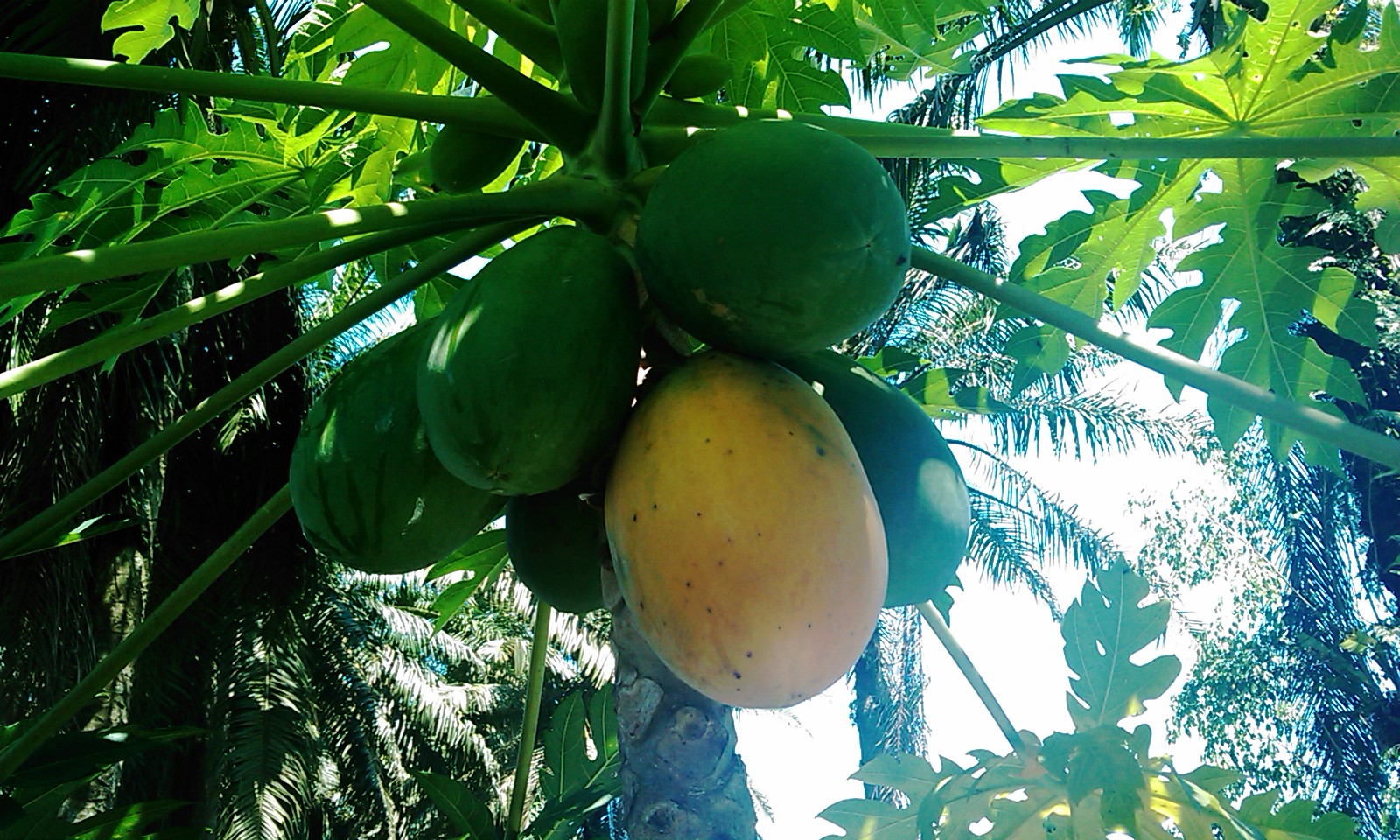 MY MALAYSIA PHOTOS Papaya Tree