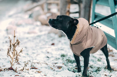 Sezonske promene i starost uzrokuju promene u kvalitetu i gustini krzna