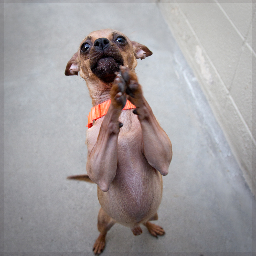Shelter Dogs of Portland "GARBANZO" sweetest little Chi bean