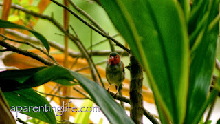 Female crimson finch hiding amongst the leaves