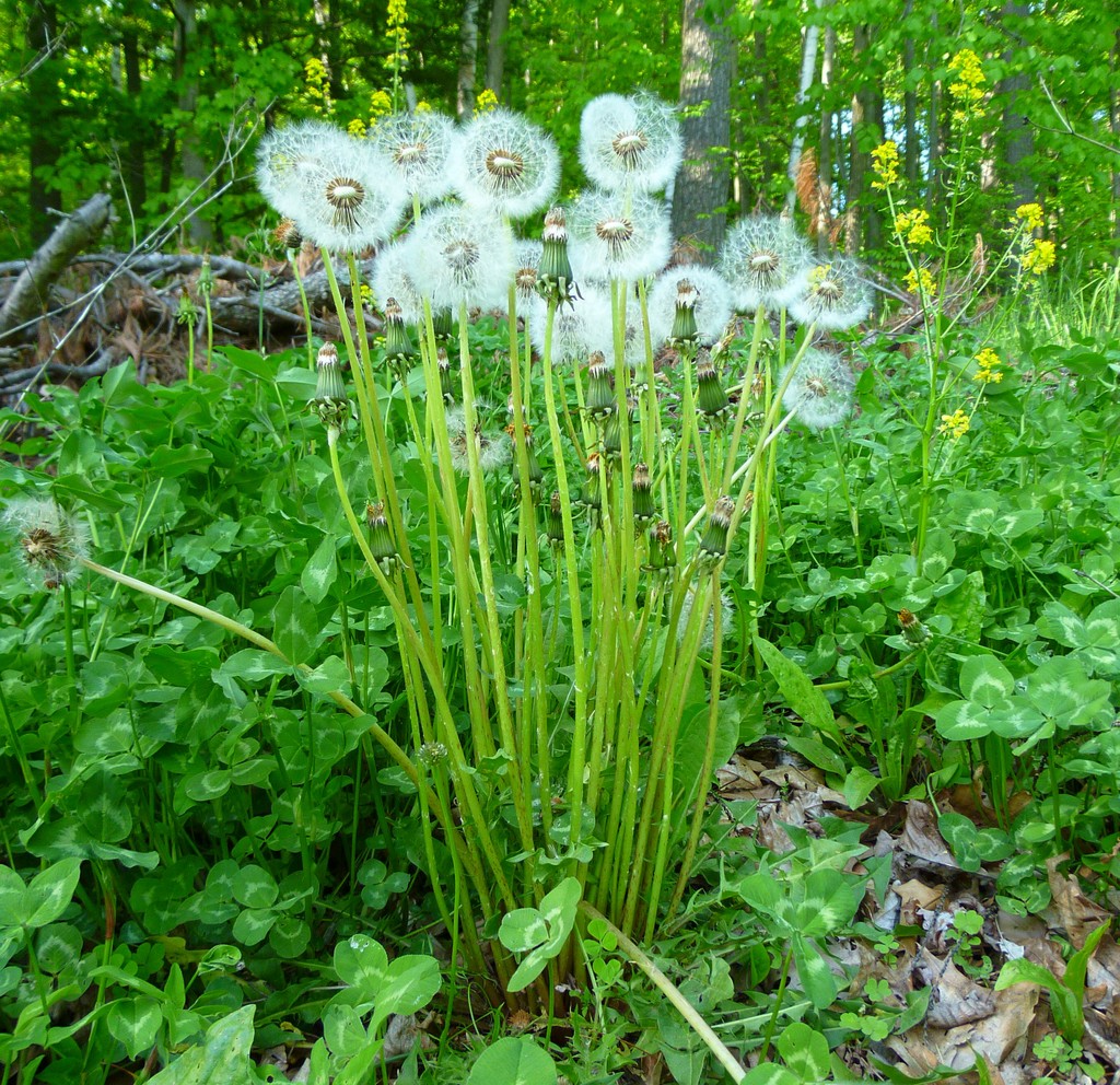 Bread Story: Sonntags- Pusteblumen