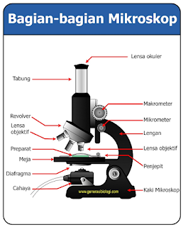 cara menggunakan mikroskop cahaya dan stereo pdf