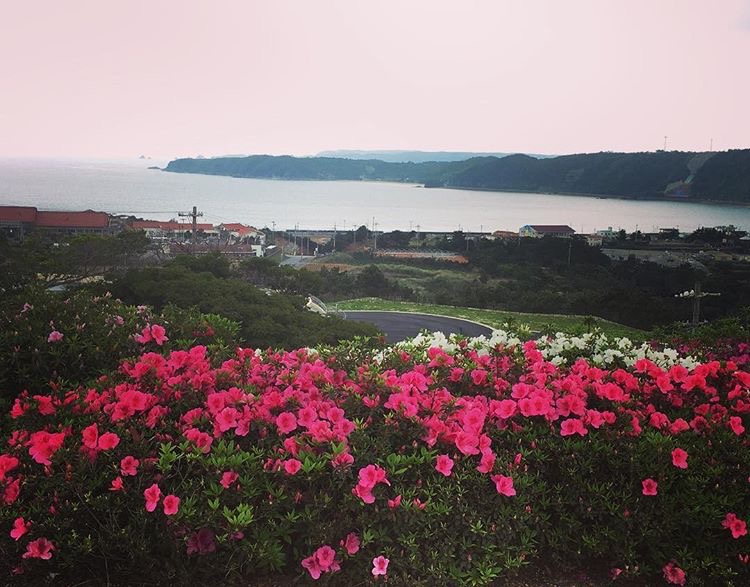 The Italiagal Favorite Flower Dark Pink Azaleas