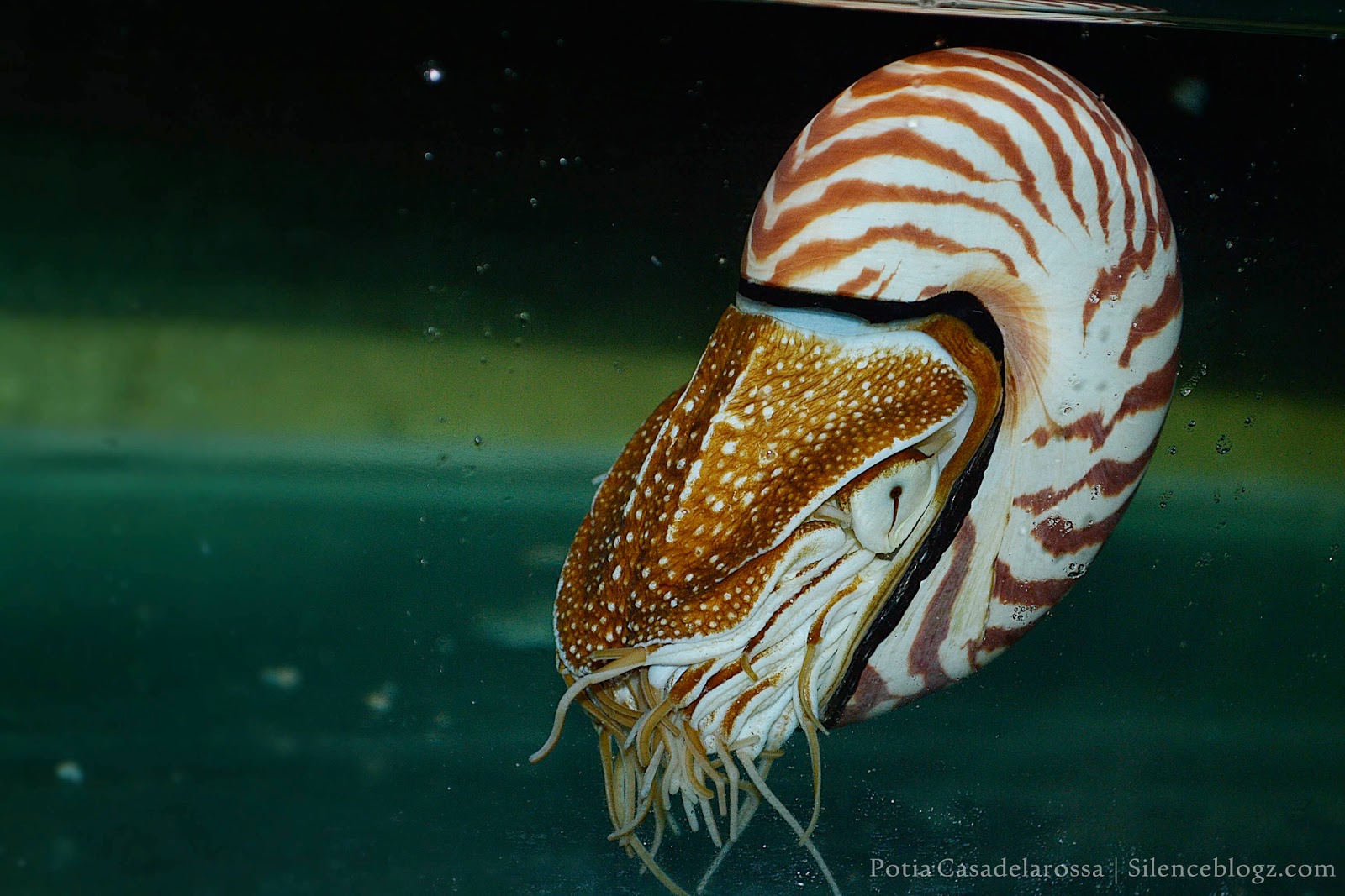 Fosil Hidup, Pearly Nautilus Hidup Jutaan Tahun