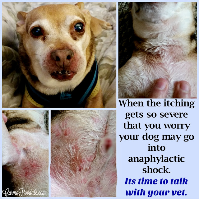 Chihuahua named Scooby Doo having an allergic reaction. Swelled face, rash all over body, and miserable