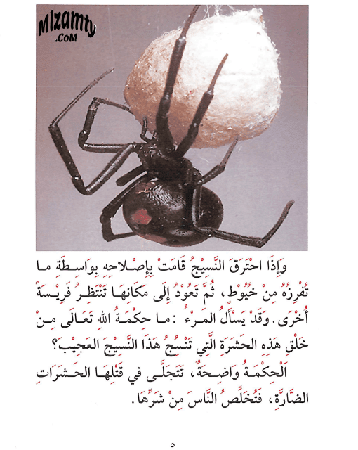 قصة العنكبوت نساج ماهر للاطفال - قصص الحيوانات