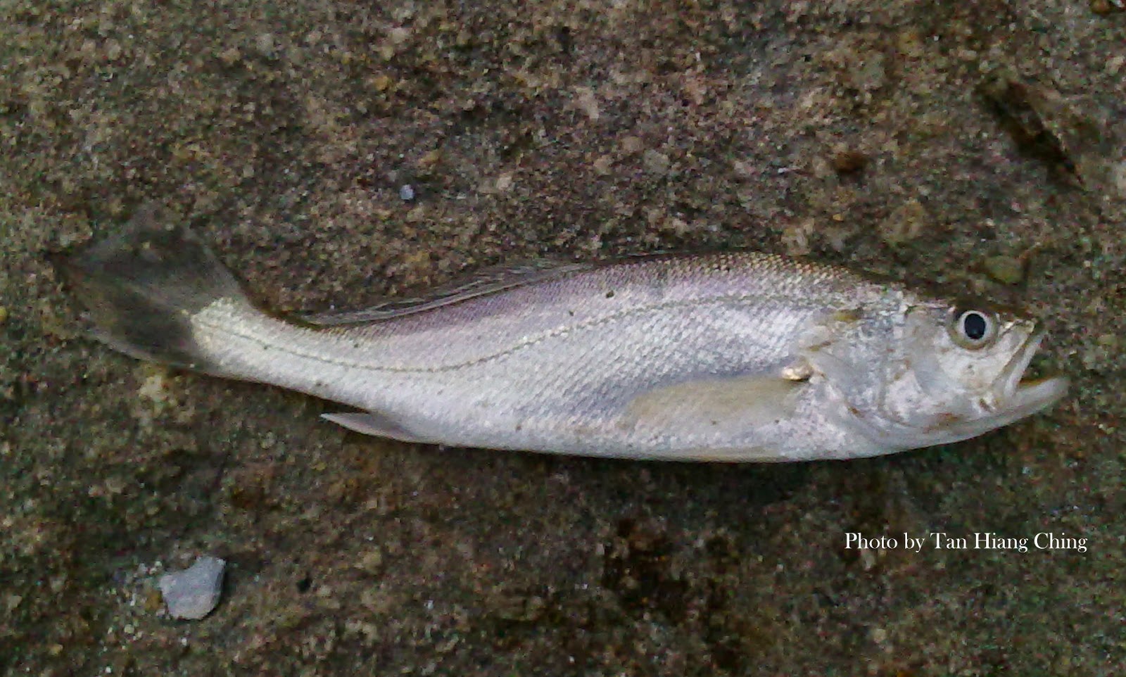 croaker