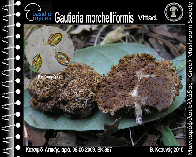Gautieria morchelliformis Vittad.