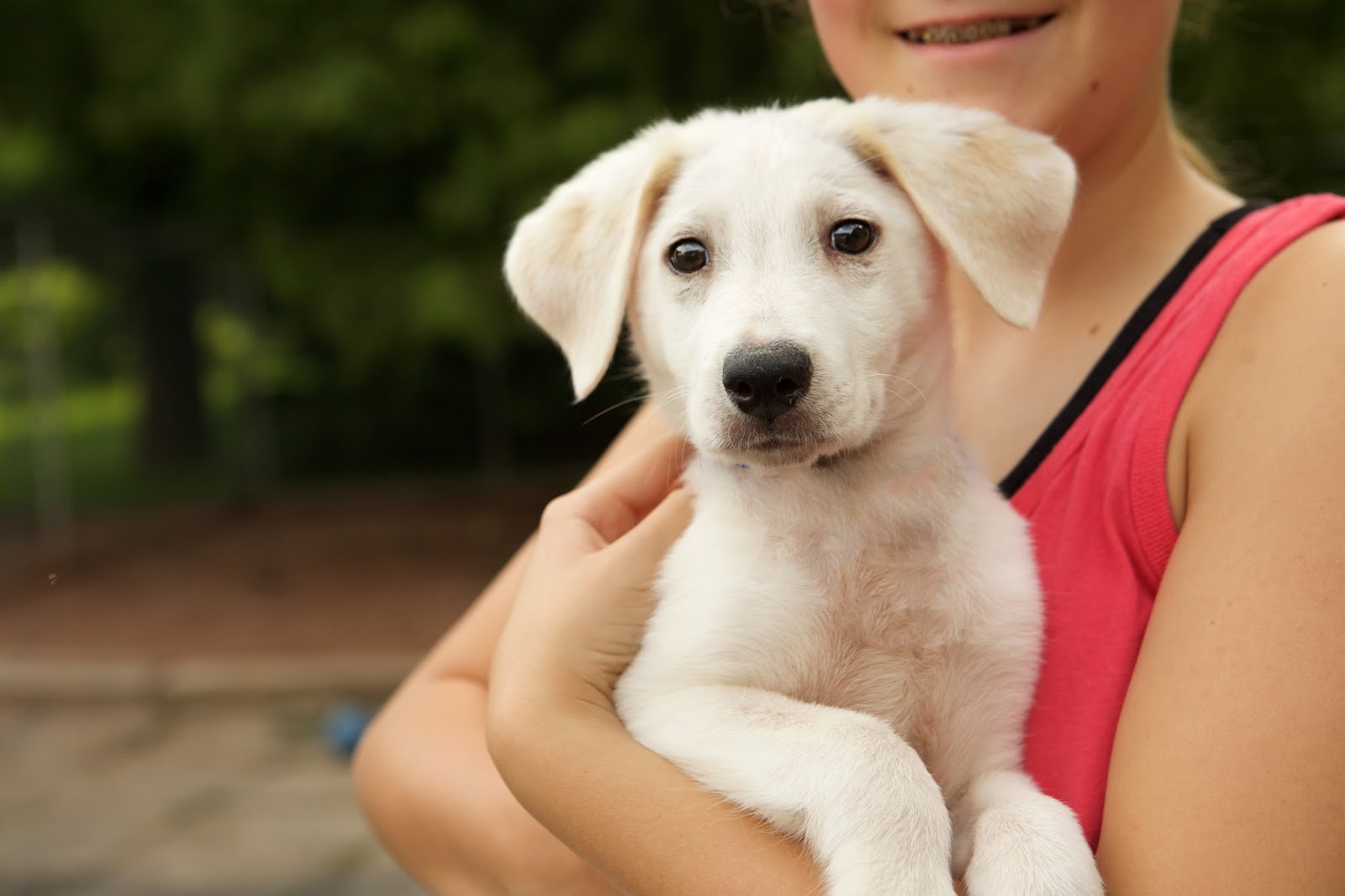 Dogs By Debin Dog Rehoming Service dogs-by-debin-dog-rehoming-service