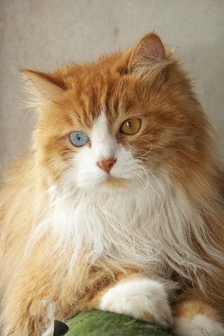 Kumpulan Gambar Kucing Anggora Cantik dan Lucu Terbaru 2016