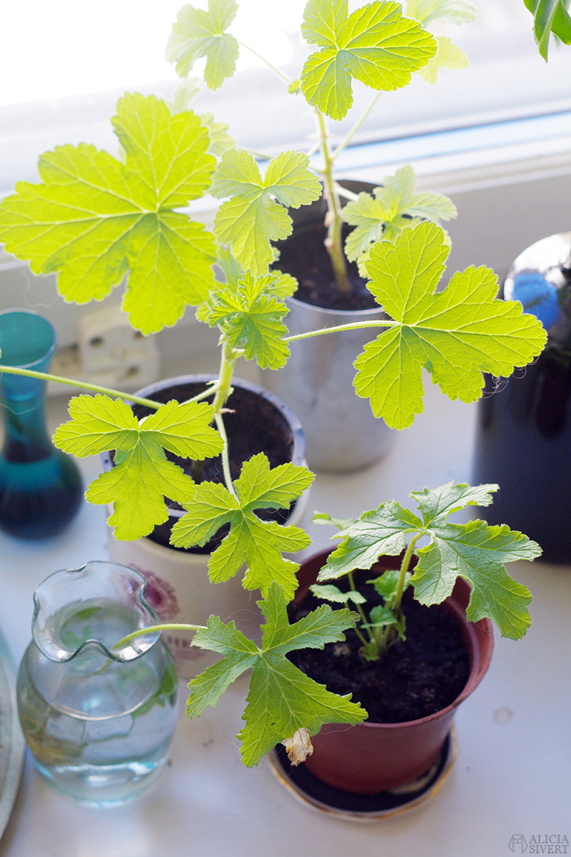 Geranium, photo by Alicia Sivertsson.
