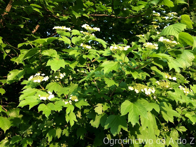 Kalina koralowa Viburnum opulus