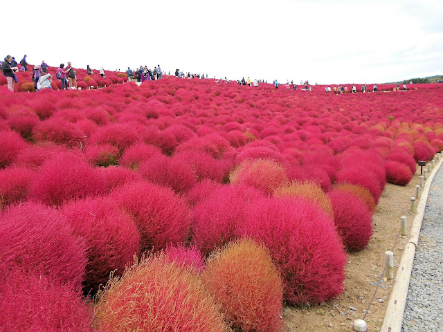 広大なコキア畑 広大なコキア畑