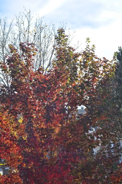 front yard tree coloradoviews.filminspector.com