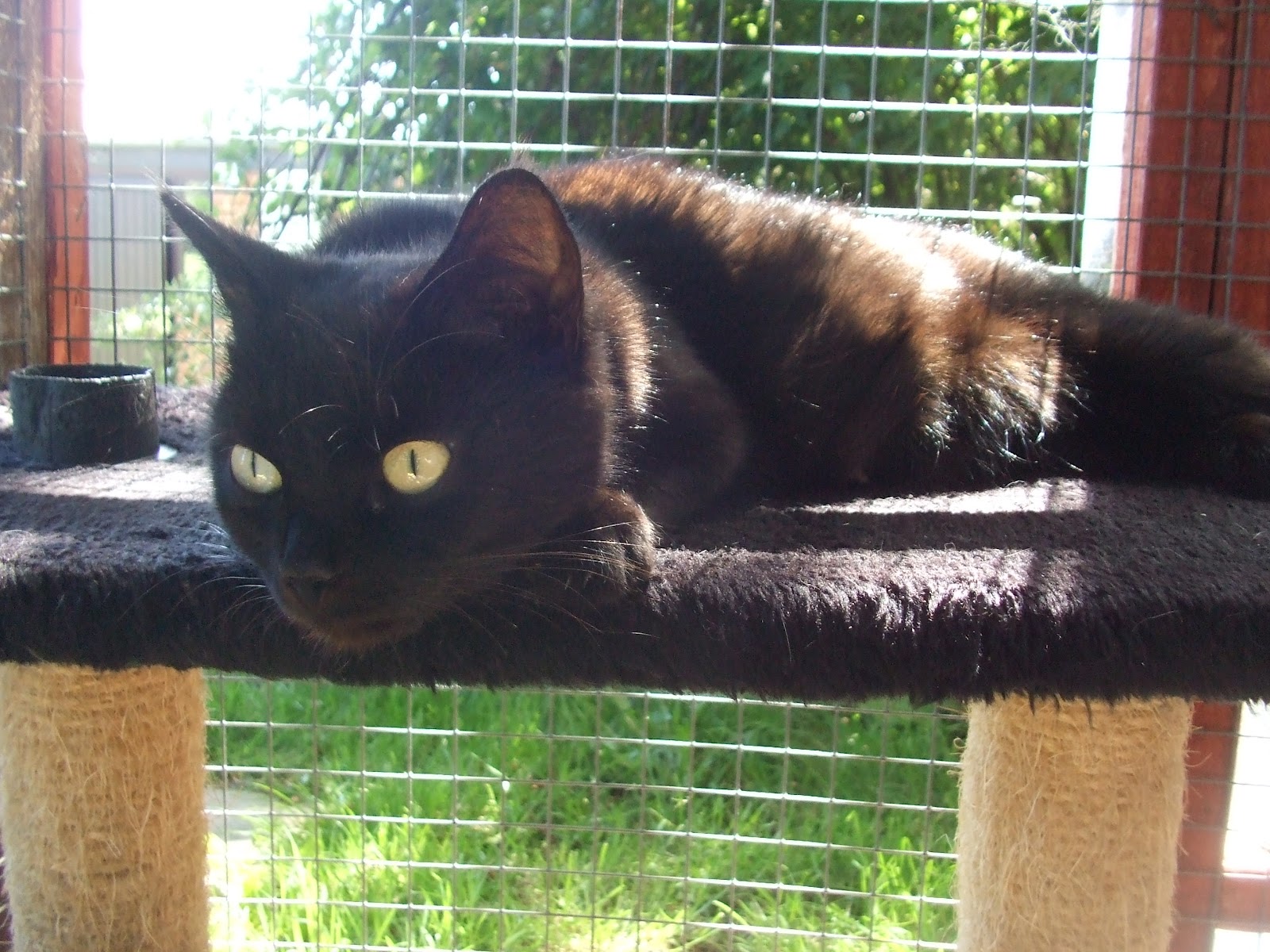 Cats Protection Exeter Axhayes Adoption Centre