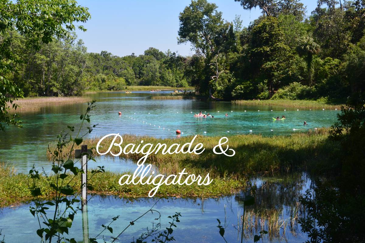 Baignade avec les alligators et petit coin de paradis à Rainbow Springs