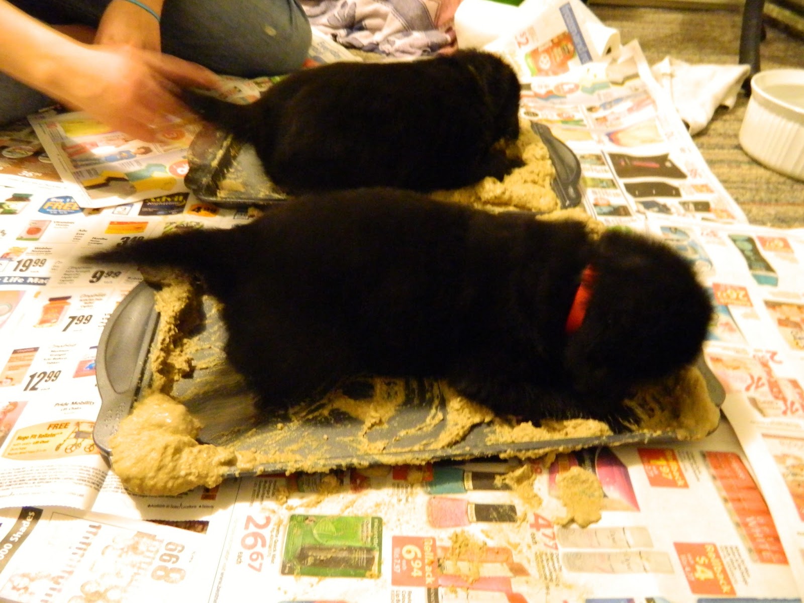 Nine Newfies Days 22 & 23 Gruel & Milk Replacer
