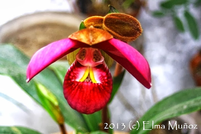 Phragmipedium peruvianum 2013