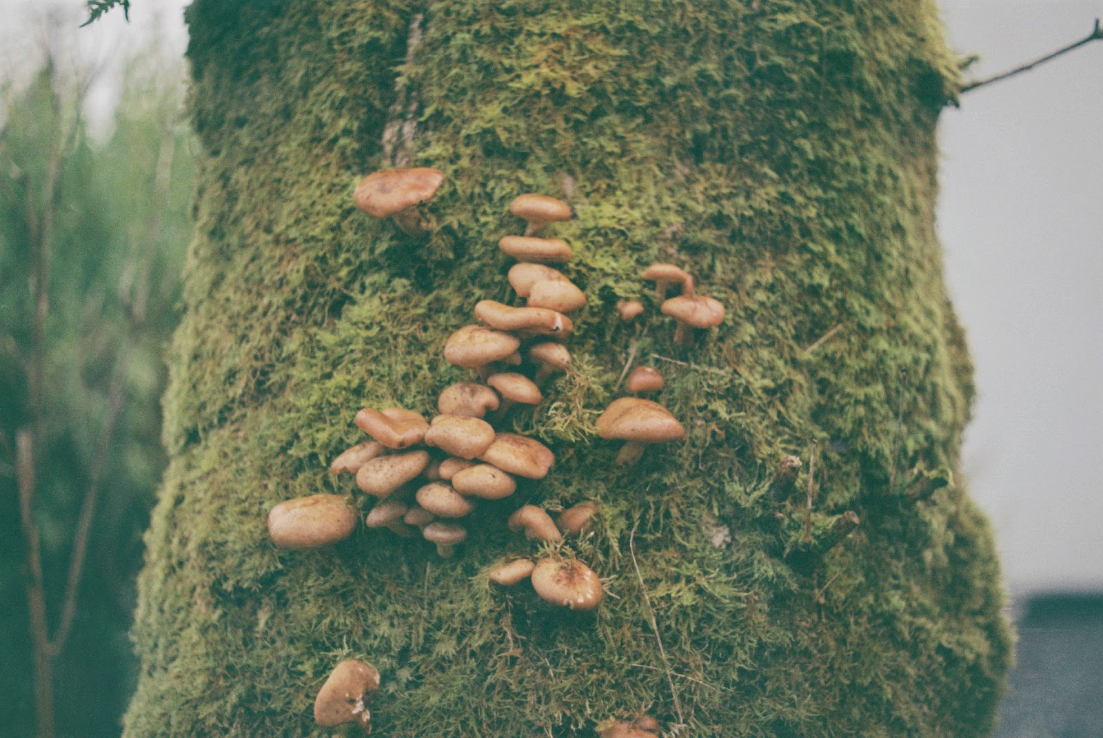 A close up of brown mushrooms growing on a mossy tree trunk.
