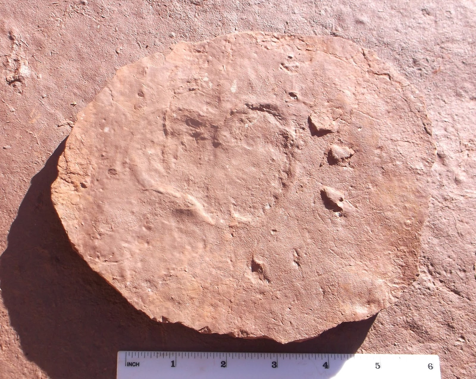 dimetrodon footprints