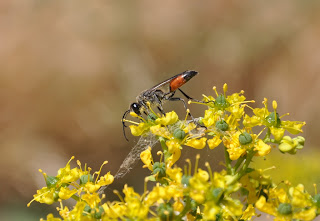 Mundo de Insectos