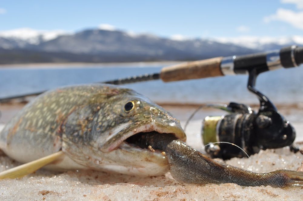 Trout Fishing With Live Bait Tips That Will Help You Catch More Trout