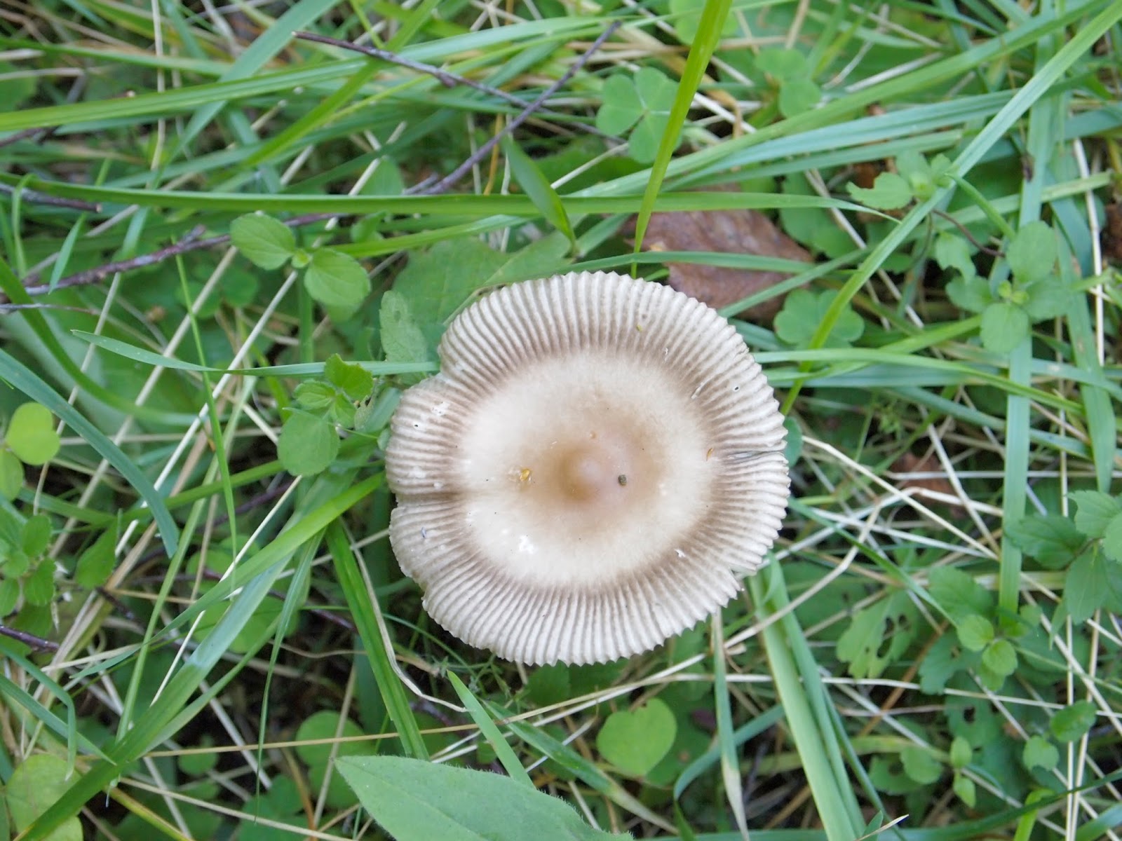 fluesopp | Fun with fungi