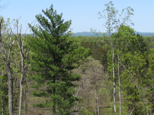 Briar Hill from Pine Valley Pathway