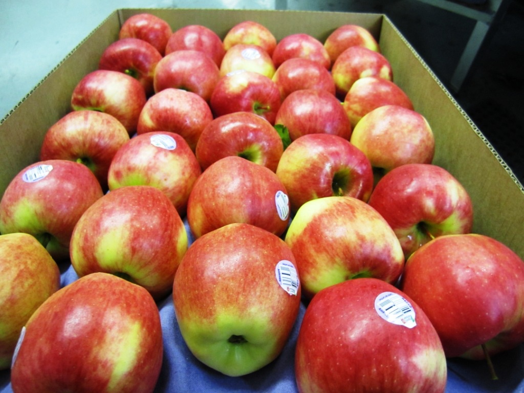Ambrosia Apples