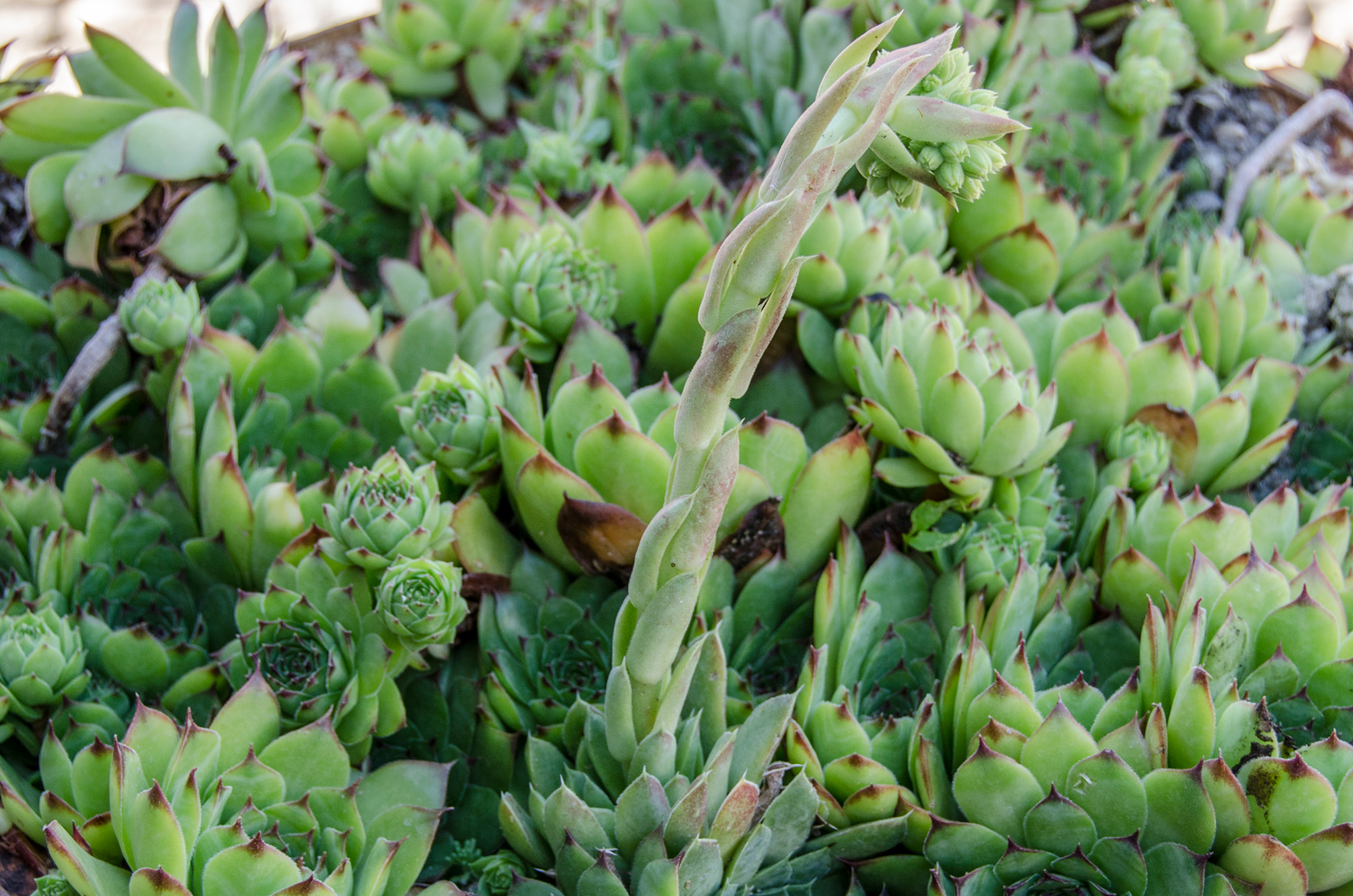 Hens and Chicks Plant (Lat. Sempervivum tectorum