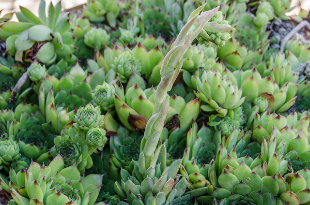 Hens and Chicks Plant - Lat. Sempervivum tectorum Hens and Chicks Plant - Lat. Sempervivum tectorum