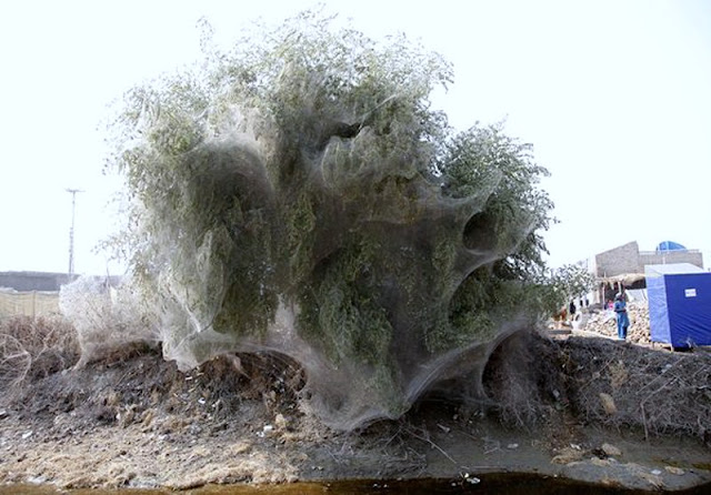 Webs Covering Ground Covers Webs Covering Ground Covers