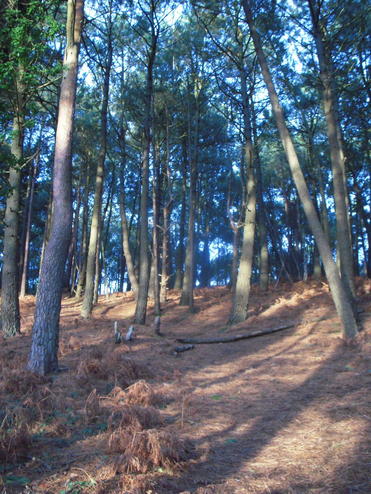 What is a ley line St Catherine's Hill Christchurch Dorset