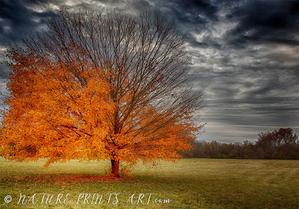 Nature Prints Art Beautiful Inspiring Prints for Your Home 