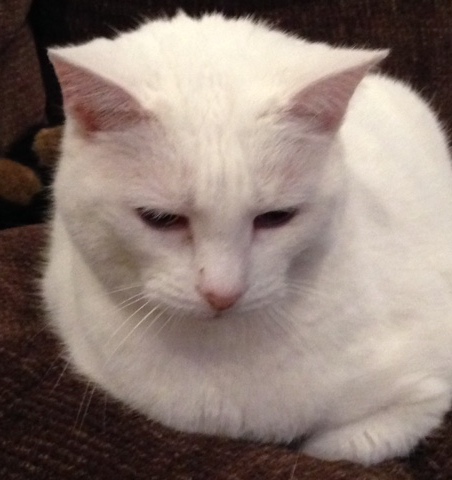 fancy cats rescue team