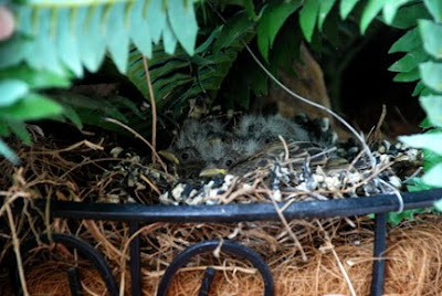 baby birds in a nest