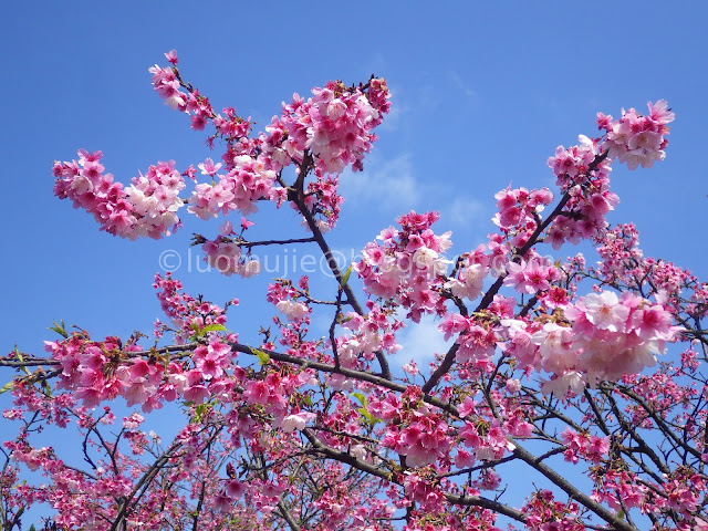 Pingjing St. Lane 42 cherry blossoms