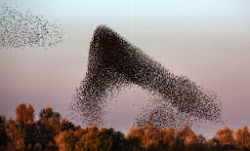 swarm birds starling