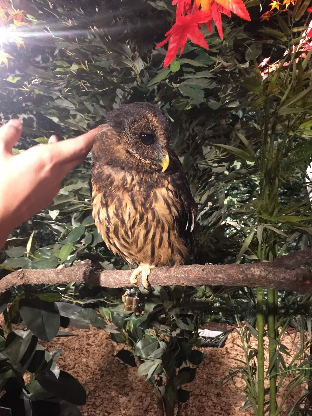 Kyoto Owl's Forest Zoo Sweetness in every bite
