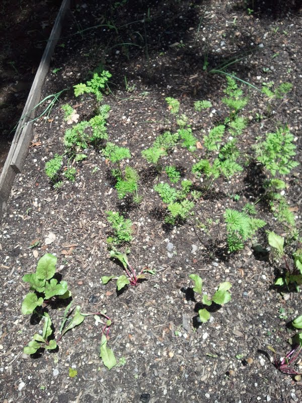 gardening in the boroughs of nyc Carrots, Beets, Celery, and Leeks