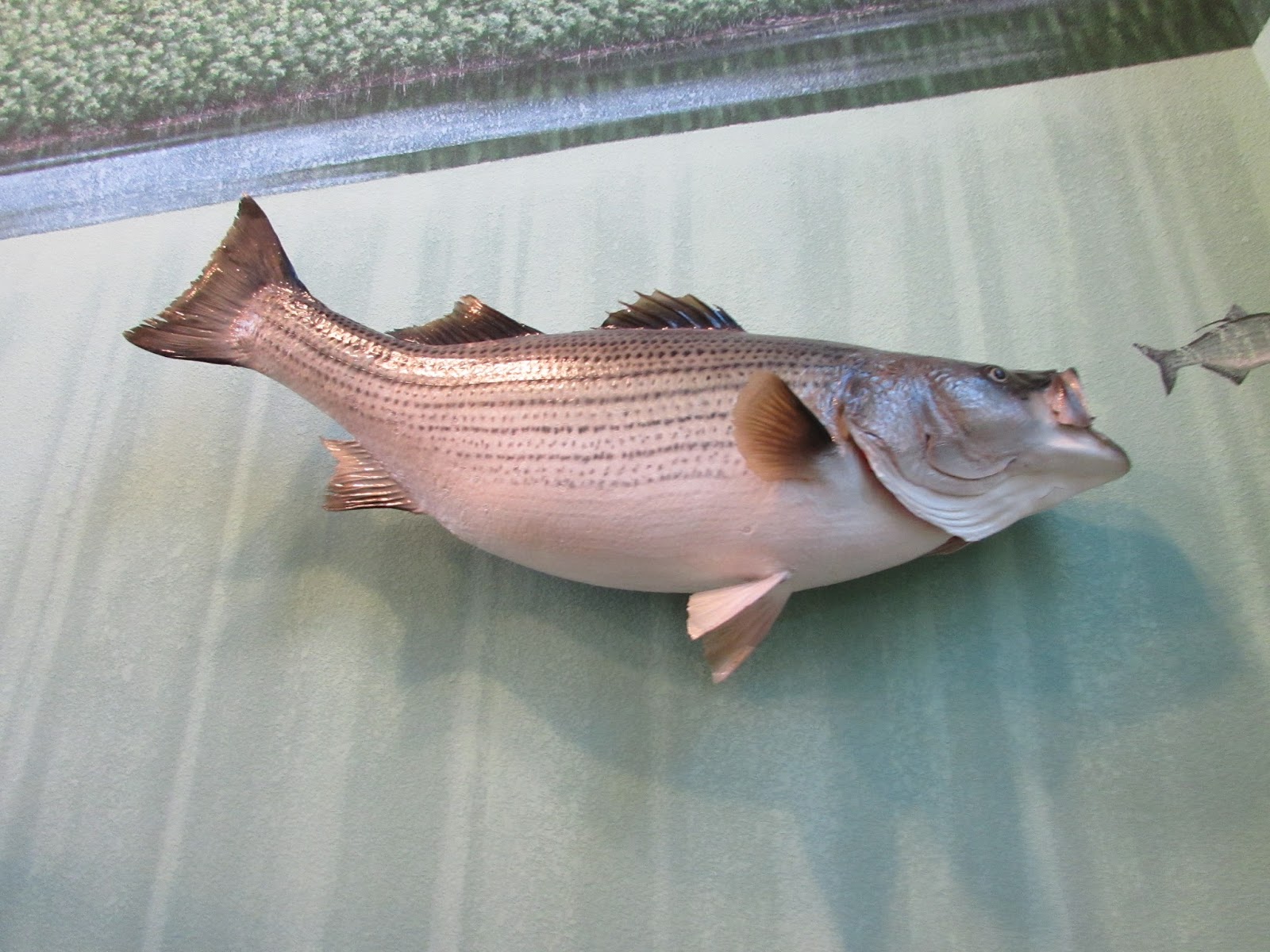 Raystown Lake Visitor Center and Allegrippis Mountain Biking Trails