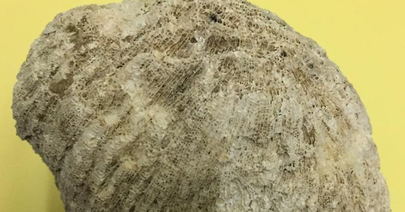 PUSAT RAWATAN ISLAM DAN TRADISIONAL WALINUR SYIFA / WALINUR SYIFA