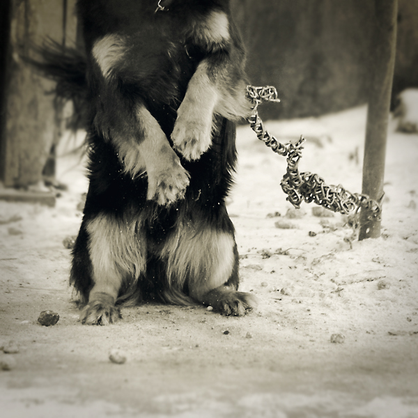 Wolfer Magic Canine Issues Reaching Out To People Who Chain Dogs